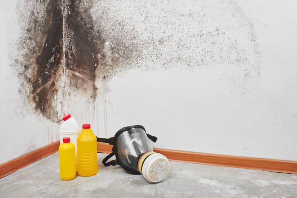 Best Mold Removal Company Near Me  in Bradford, PA