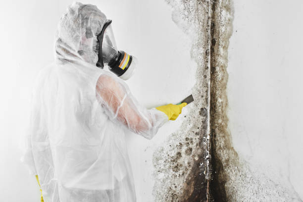 Best Local Mold Removal Service  in Bradford, PA