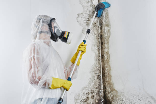 Best Fast Mold Removal  in Bradford, PA