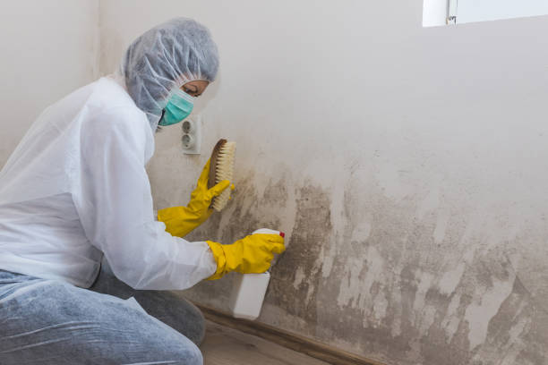 Best Toxic Mold Removal  in Bradford, PA