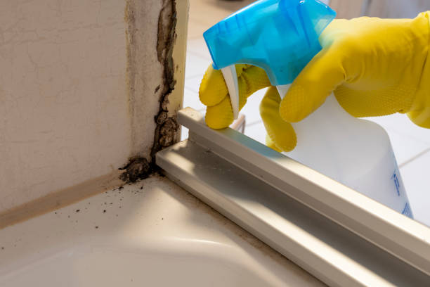 Trusted Bradford, PA Mold Removal Experts