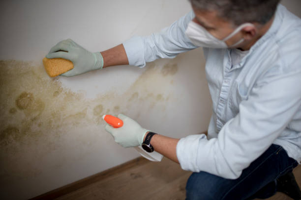 Best Mold Testing  in Bradford, PA