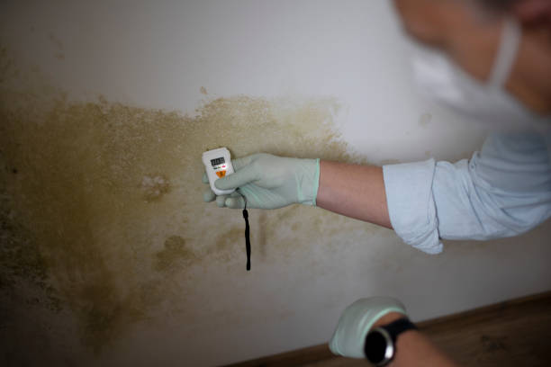 Mold Testing and Removal in Bradford, PA