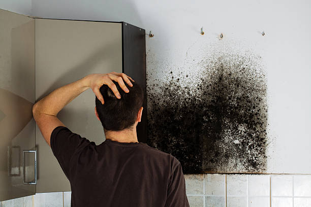 Best Mold Removal Specialists  in Bradford, PA