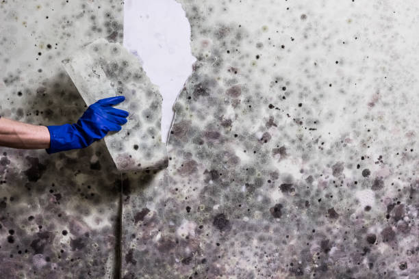 Best Mold Removal Process  in Bradford, PA