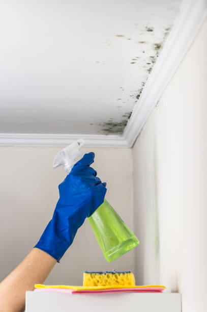 Mold Removal Process in Bradford, PA