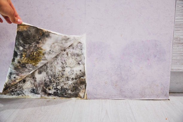 Best Best Mold Removal Companies  in Bradford, PA